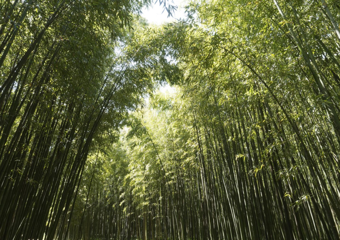 Bambus-Wald