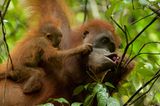 Orangutan Mutter und Baby