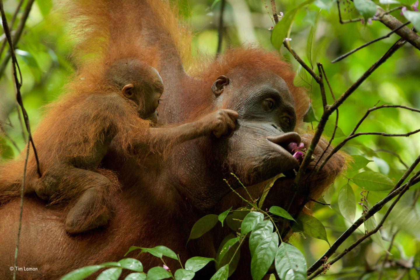 Orangutan Mutter und Baby