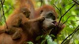 Orangutan Mutter und Baby