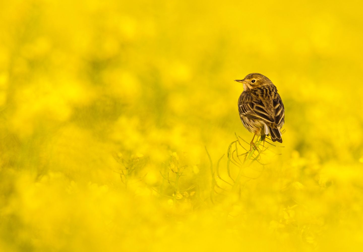 Wiesenpieper