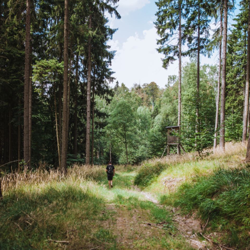 Im Wald wandern