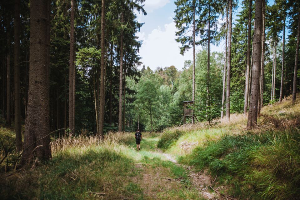 Im Wald wandern