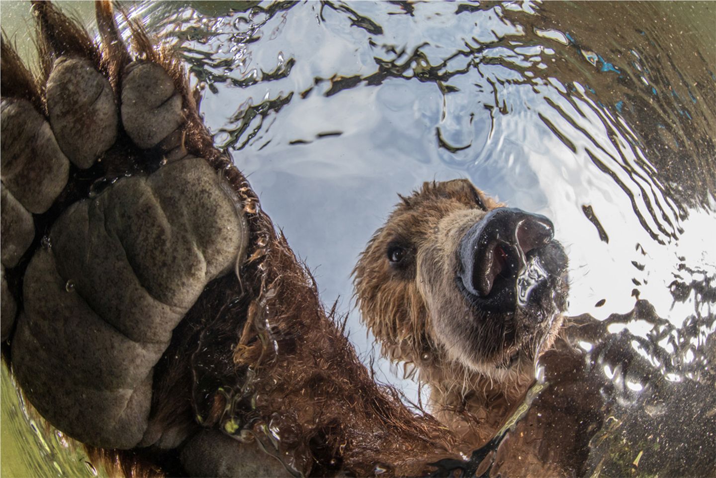 Braunbär Braunbär