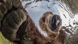 Braunbär