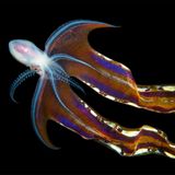 Tremoctopus gracilis