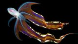 Tremoctopus gracilis