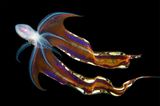 Tremoctopus gracilis