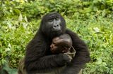 Gorilla umarmt Mensch