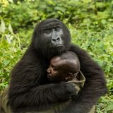 Gorilla umarmt Mensch