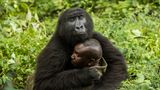 Gorilla umarmt Mensch