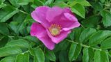 Kartoffel-Rose