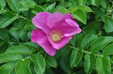 Kartoffel-Rose