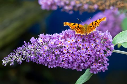 Schmetterlingsflieder