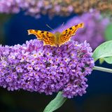 Schmetterlingsflieder