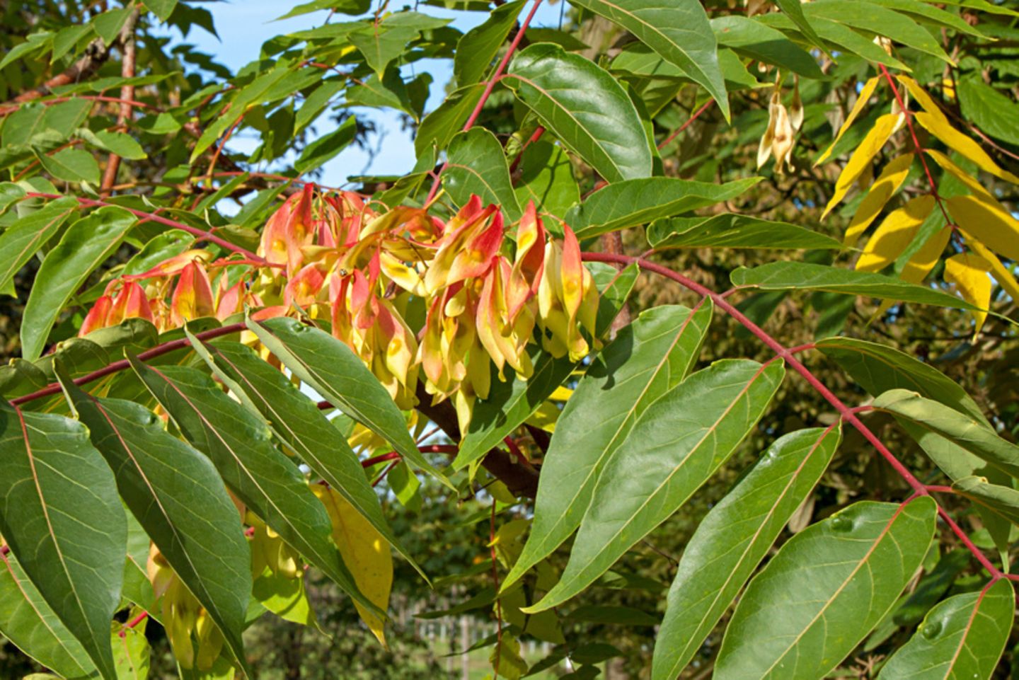 Götterbaum