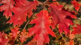 Rot-Eiche