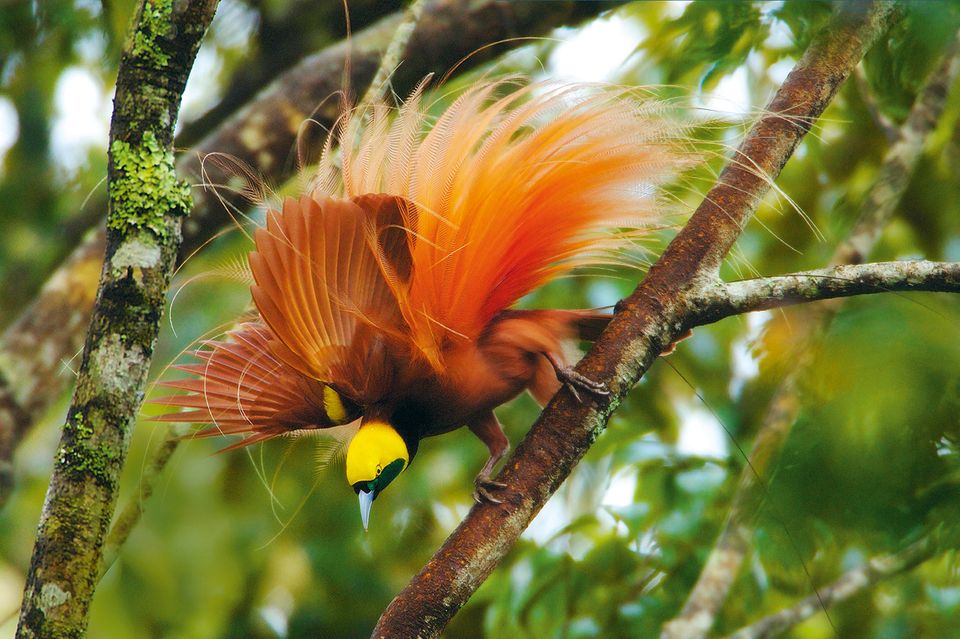 Paradiesvogel