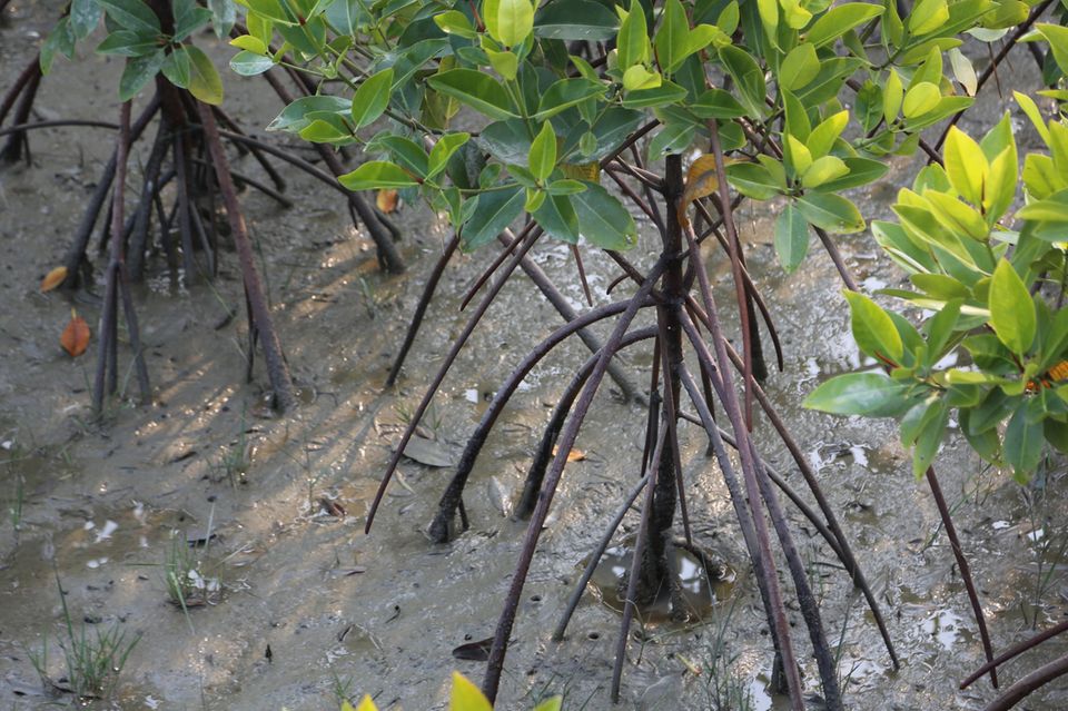 Indien: Mangrovenschutz in den Sundarbans