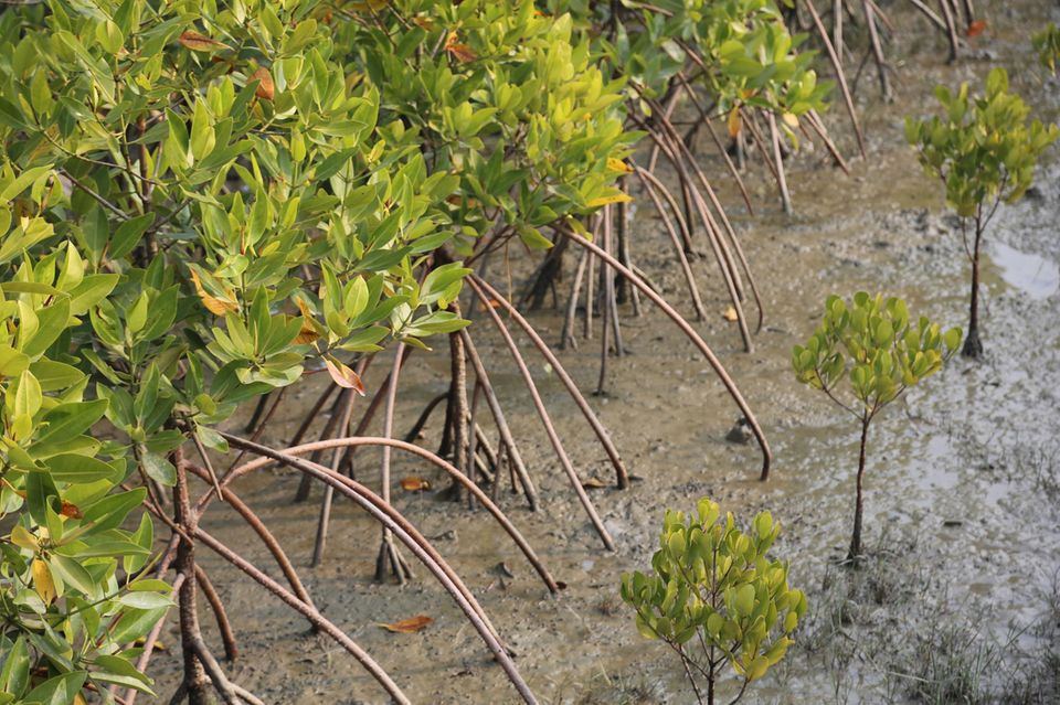 Indien: Mangrovenschutz in den Sundarbans Indien: Mangrovenschutz in den Sundarbans