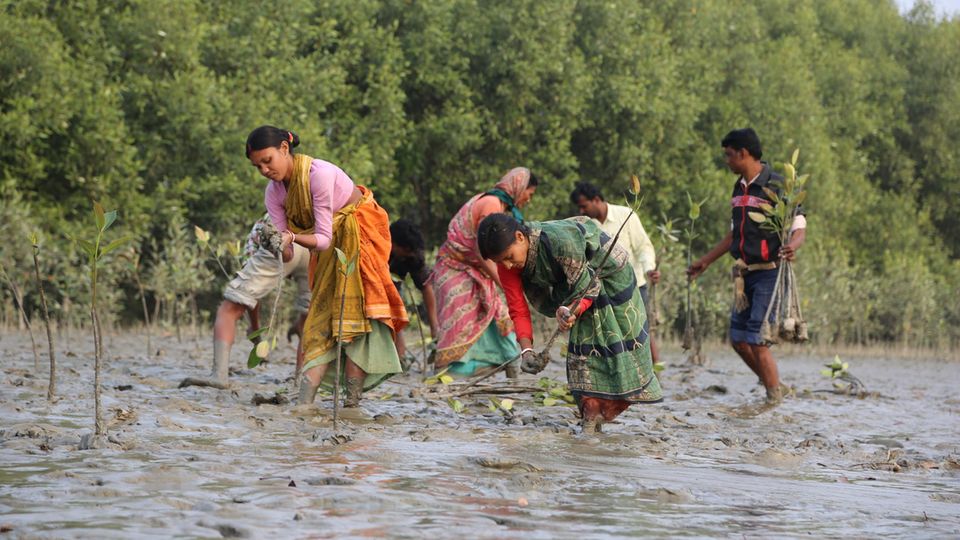 Indien: Mangrovenschutz in den Sundarbans