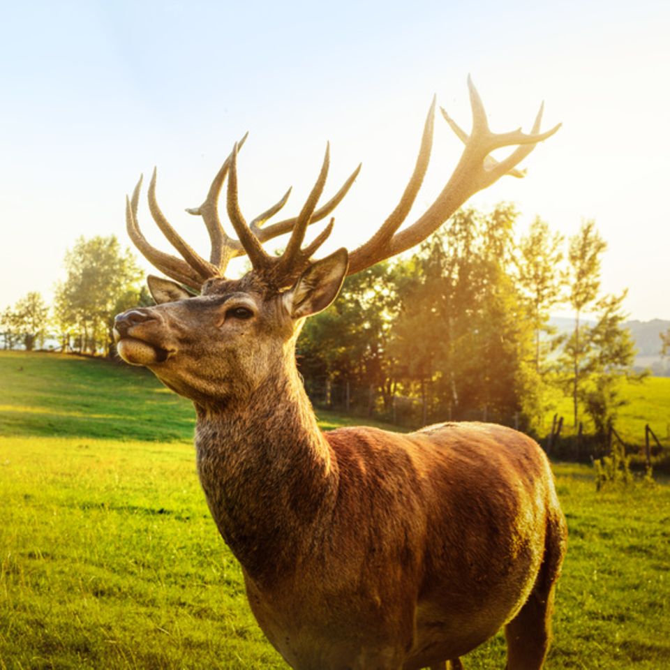 Hirsche im Wildpark