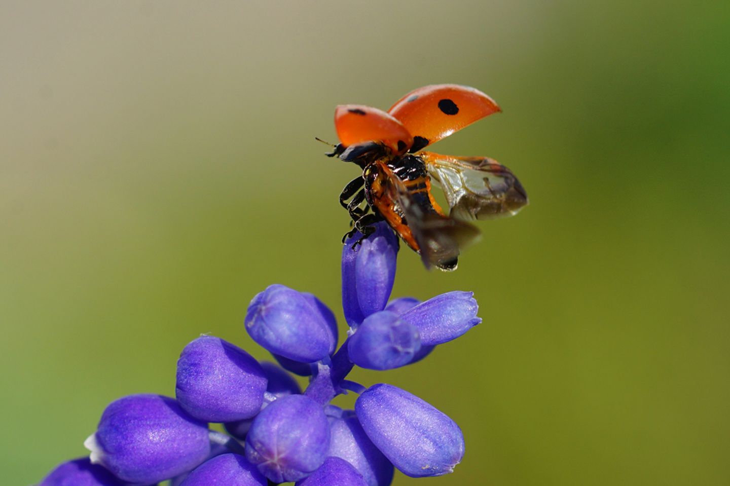GEO Leserfoto: Die besten Leserfotos: Mai 2019 - Bild 2 Marienkäfer