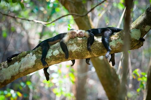 Corcovado National Park, Costa Rica