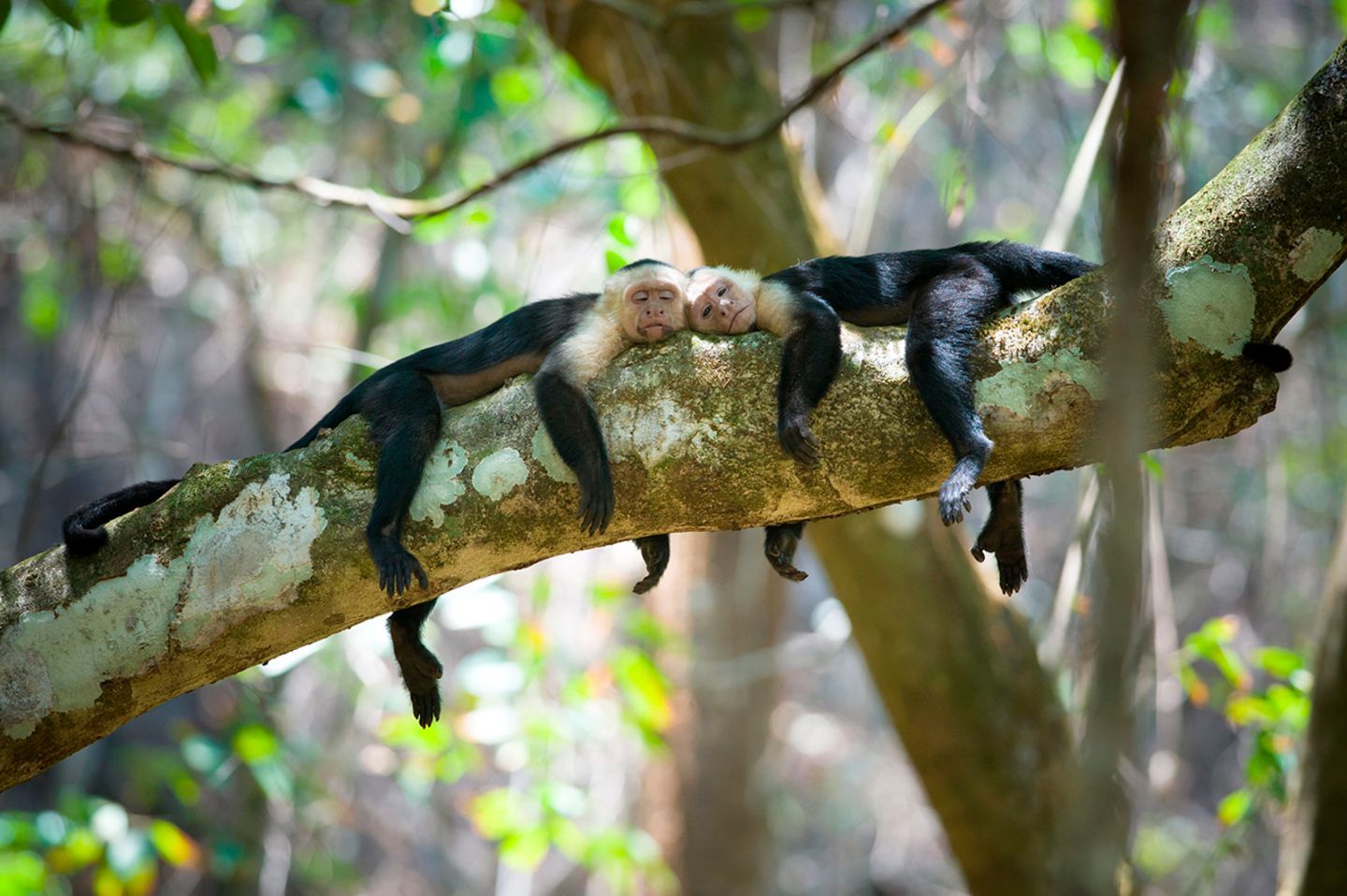 Corcovado Nationalpark Einer Der Artenreichsten Regenwalder Der Welt Geo