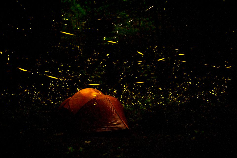 Glühwürmchen, Great Smokey National Park