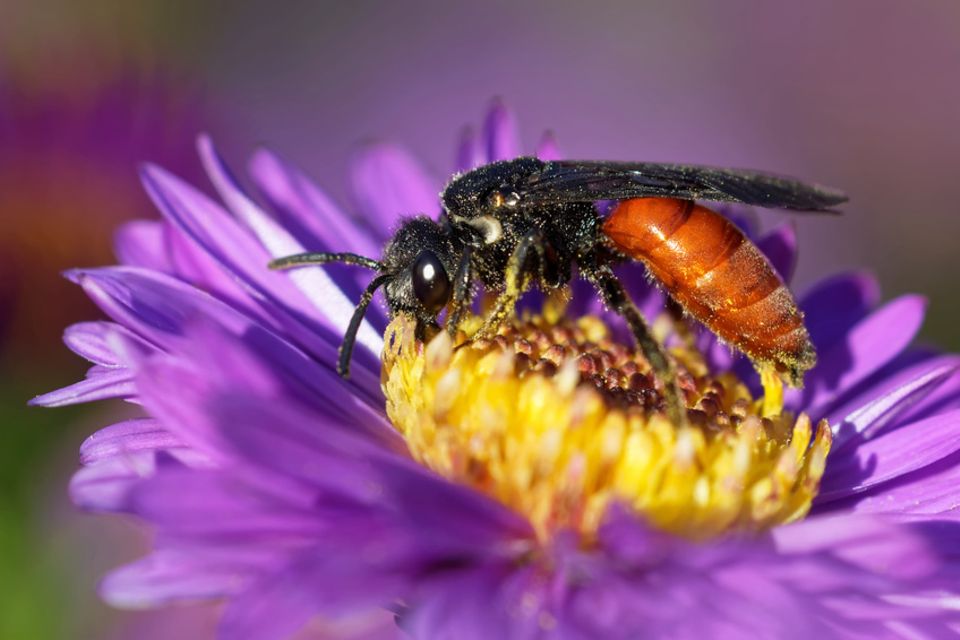 Stufe 1.0: Blutbienen Blutbiene