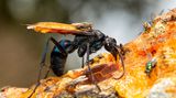 Tarantulafalke