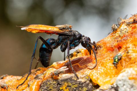 Tarantulafalke