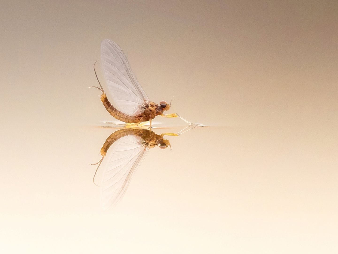 GEO Leserfoto: Die besten Leserfotos: Juni 2019 - Bild 16 Eintagsfliege