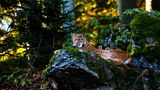 Der Luchs kehrt nach Deutschland zurück