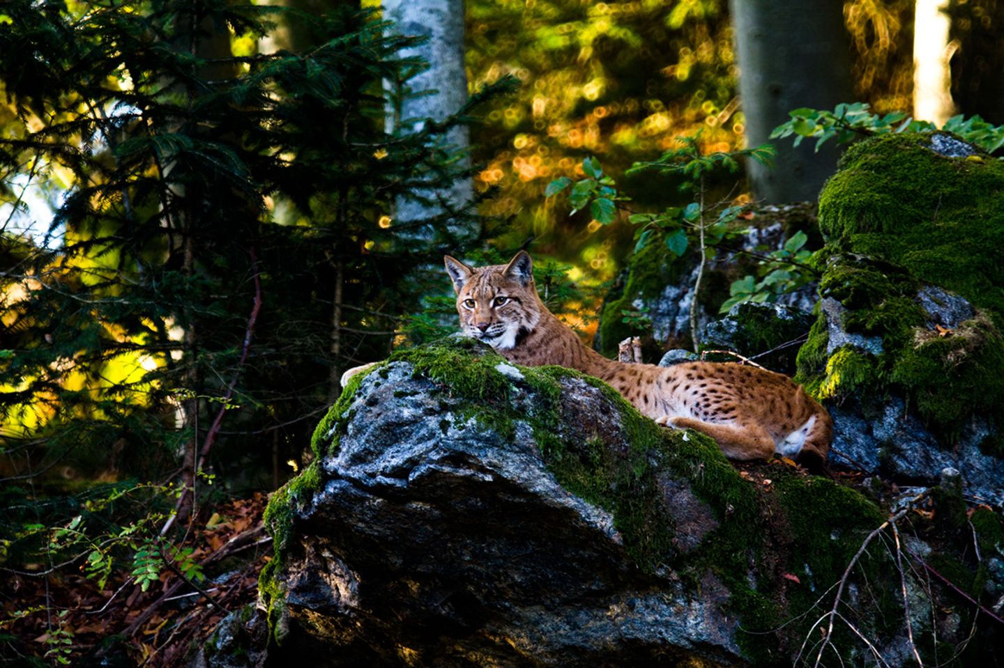 Der Luchs kehrt nach Deutschland zurück. Der Luchs kehrt nach Deutschland zurück