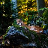 Der Luchs kehrt nach Deutschland zurück