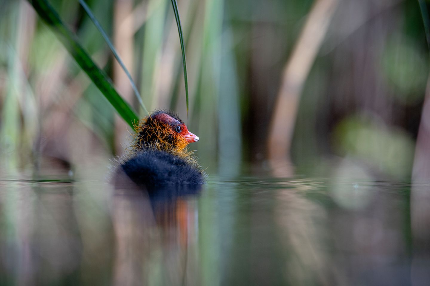 GEO Leserfoto: Die besten Leserfotos: Juni 2019 - Bild 13 Junges Blässhuhn