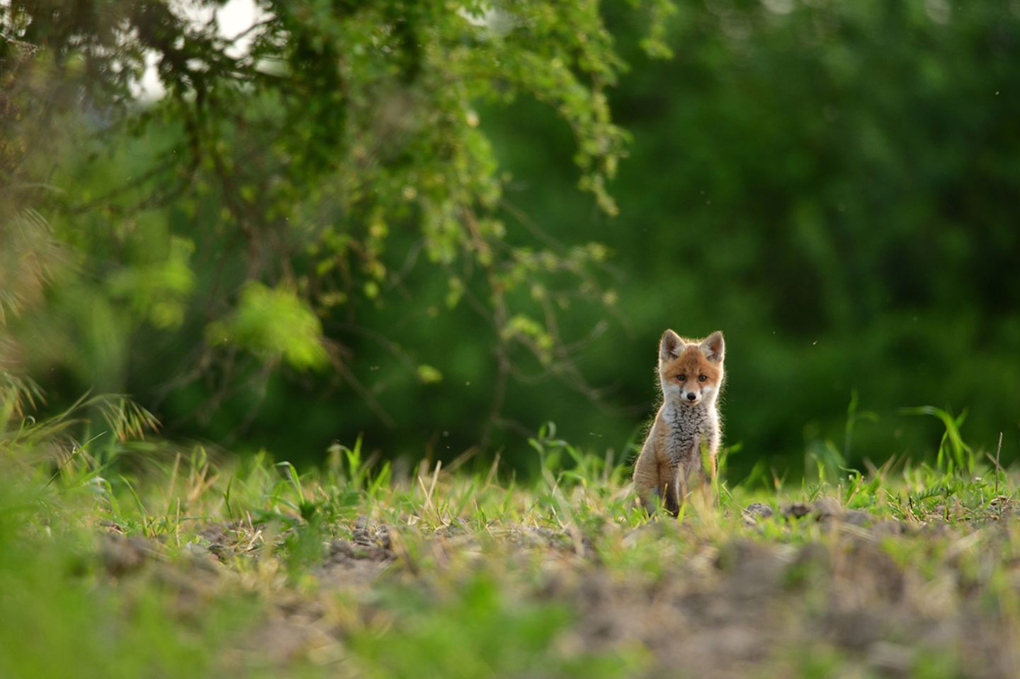 GEO Leserfoto: Die besten Leserfotos: Juni 2019 - Bild 12 Fuchswelpe
