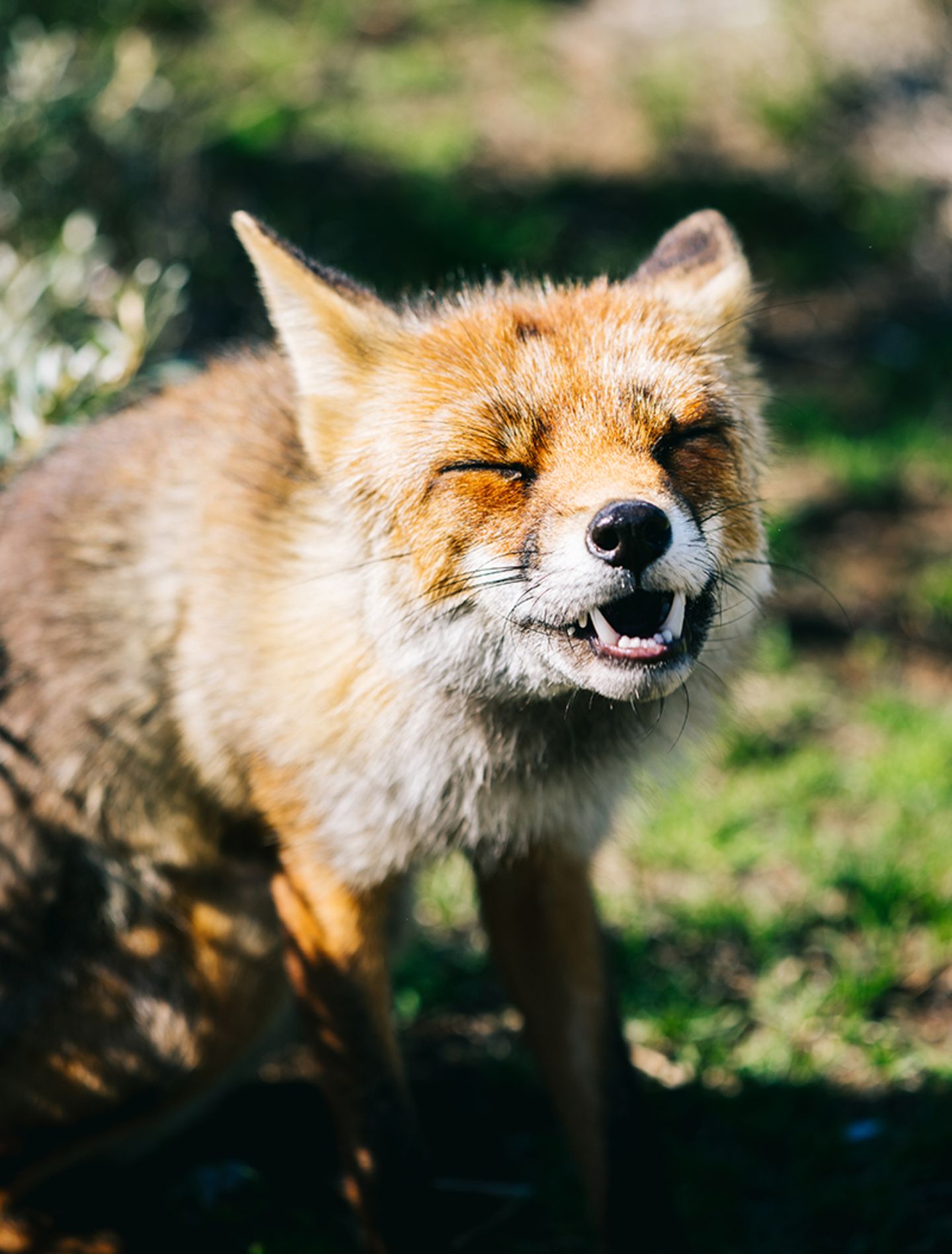 GEO Leserfoto: Die besten Leserfotos: Juni 2019 - Bild 11 Fuchs