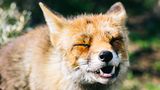Fuchs