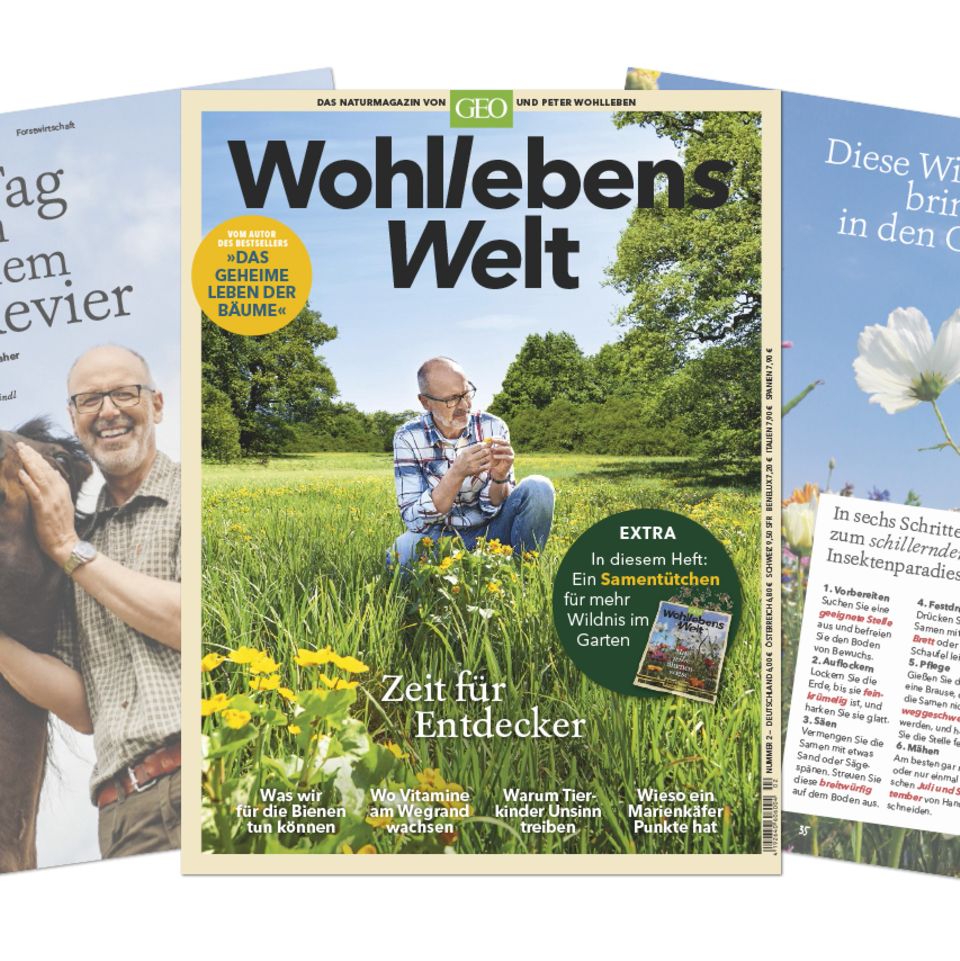 Blick ins aktuelle Heft: "Wohllebens Welt" im Sommer 2019 hat 132 Seiten und kostet 6 Euro