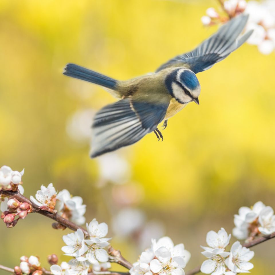 Blaumeise