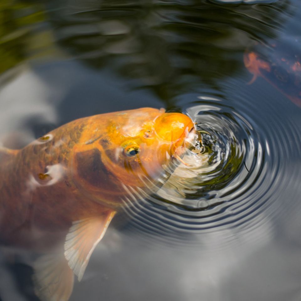 Fisch an Wasseroberfläche