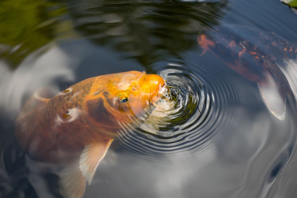 Fisch an Wasseroberfläche