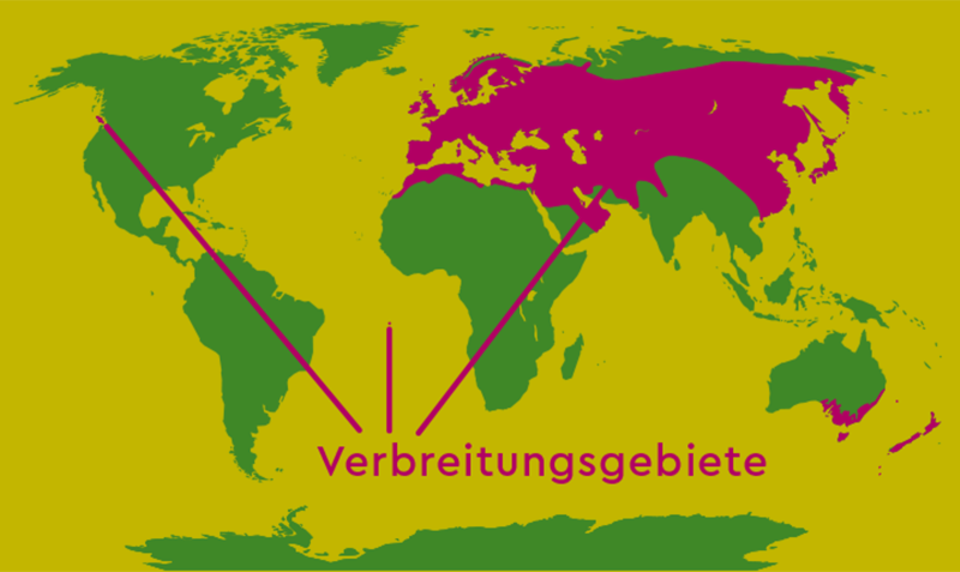 Verbreitungsbiet der Feldlerche Verbreitungsbiet der Feldlerche
