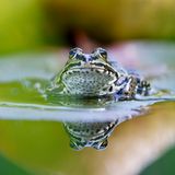 Frosch