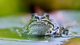 Frosch