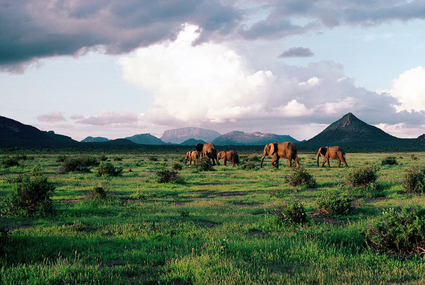 Samburu Nationalpark, Afrika