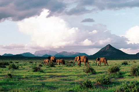Samburu Nationalpark, Afrika